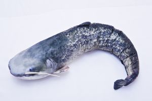 Riba - igrača GABY The Catfish 115 cm - som | GP-175167