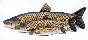 Riba - igrača GABY The Grass Carp 75 cm - amur | GP-175341