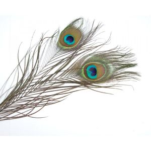 Material za vezavo - pavova peresa Rudi Heger Traun River Peacock Eyes