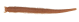 Črvi za morski ribolov Berkley Gulp!® Saltwater Fat Sandworm 10 cm - natural (1562565)