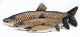 Riba - igrača GABY The Grass Carp 75 cm - amur | GP-175341