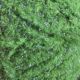 Material za vezavo muh Semperfli EggStatic 15mm | Peacock Green