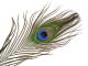 Material za vezavo - pavova peresa HOTFLY PEACOCK EYE hotfly - 1 pc. - ca. 30 cm - natural